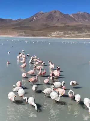 TOUR SALAR DE UYUNI 3 DÍAS | LAGUNAS ALTIPLÁNICAS Y GÉISERES