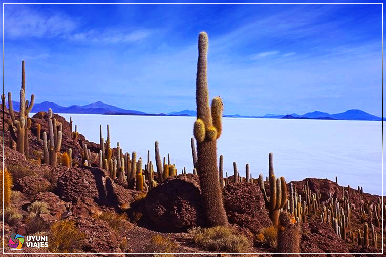 Isla Incahuasi: Un Oasis Inolvidable en el Salar de Uyuni