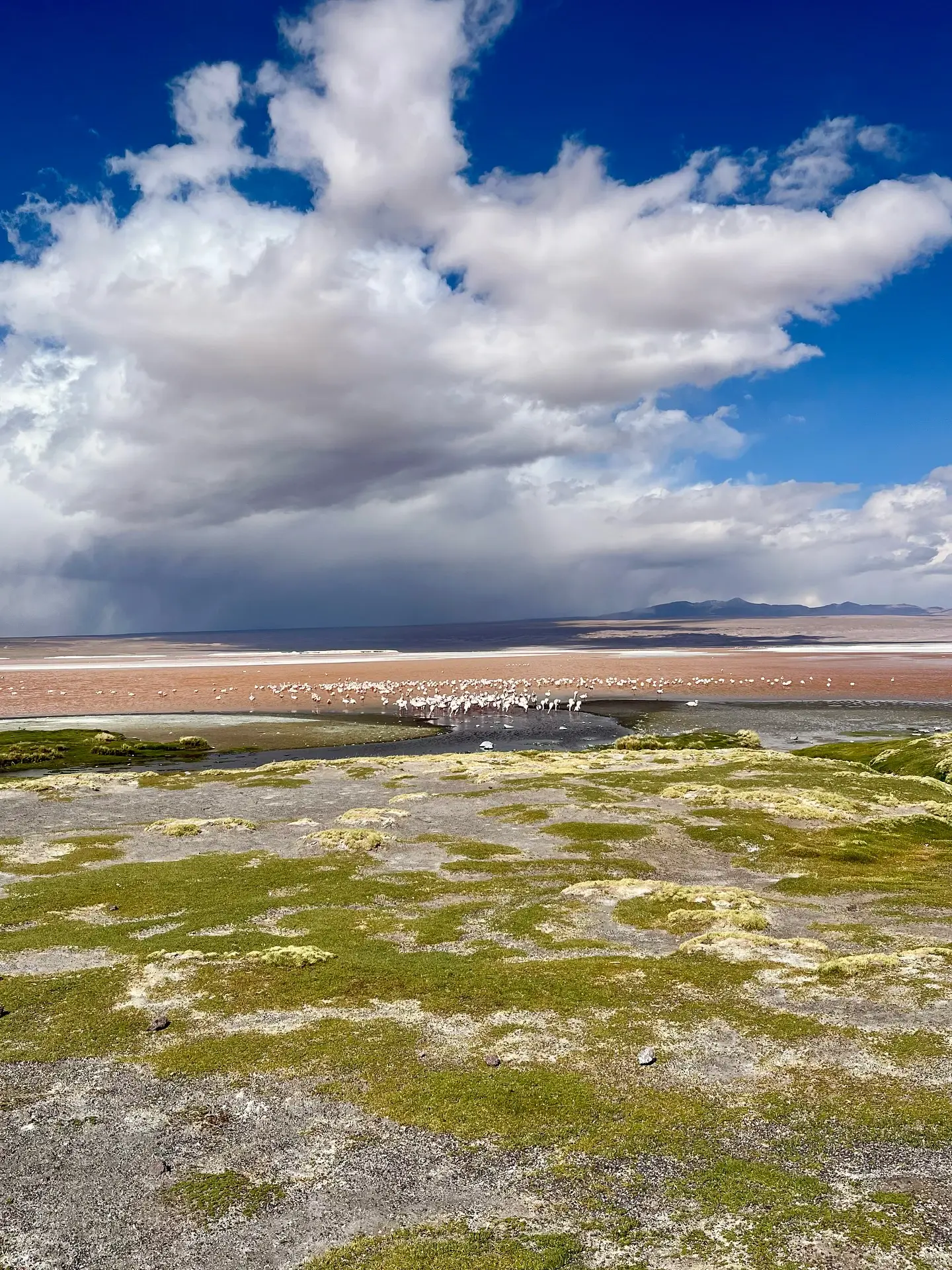 Laguna Colorada: El Espectáculo Rojo del Altiplano