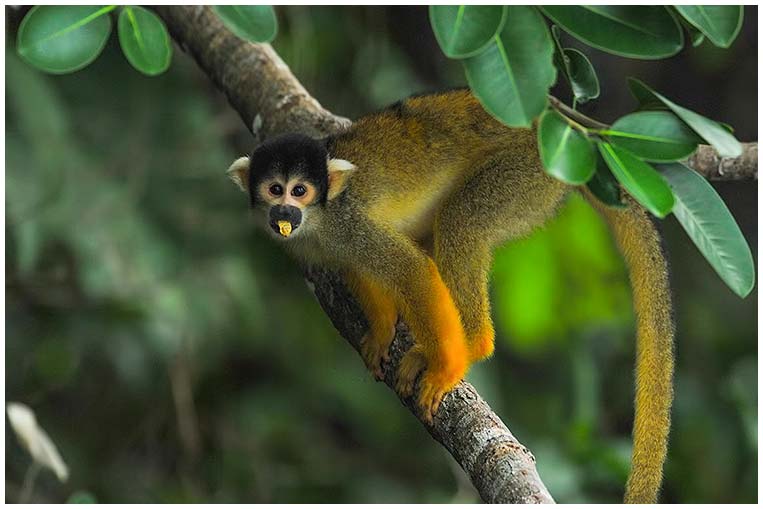 parque-nacional-madidi-bolivia-mono-fauna