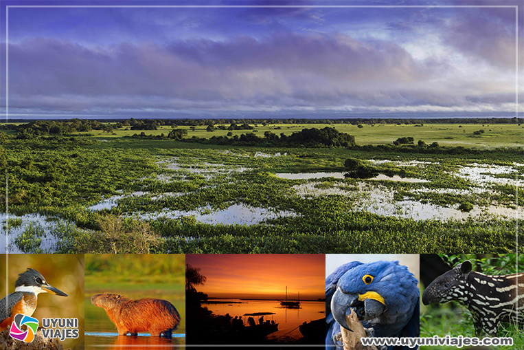 El-pantanal-Bolivia