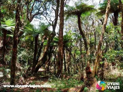 TOUR BOSQUE DE HELECHOS