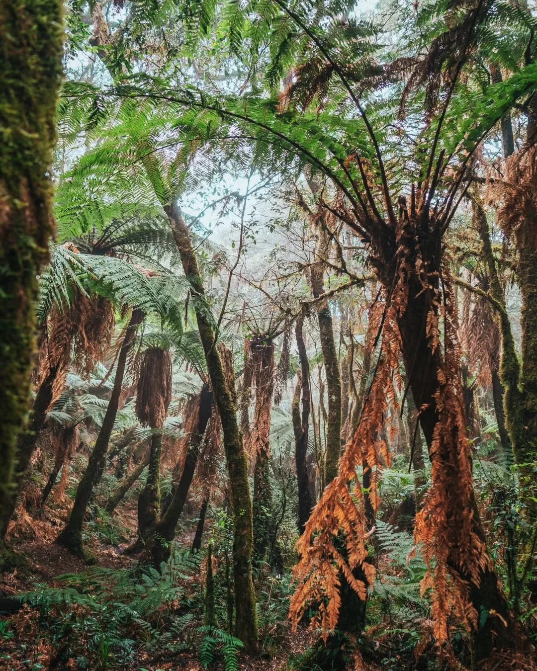 Tour Fern Forest